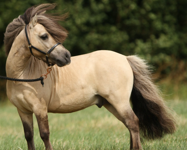 Deckhengst Hessel v.d. Steenentafel (Shetland Pony (unter 87 cm), 2014, von Shandy van Bromishet)