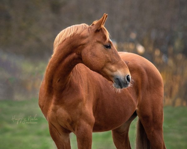 jumper Leo 688 (Slovakian Warmblood, 2010)