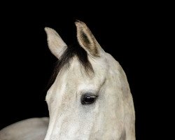 jumper Lanzelot 140 (German Sport Horse, 2014, from Lorano 15)