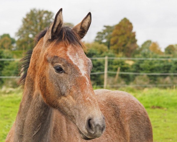 jumper Grey Martha KS (Hanoverian, 2021, from Grey Top)