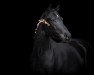 Dressurpferd Hilkens Dark Delight (Deutsches Reitpony, 2020, von Designed in Black AT)