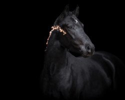 dressage horse Hilkens Dark Delight (Deutsches Reitpony, 2020, from Designed in Black AT)