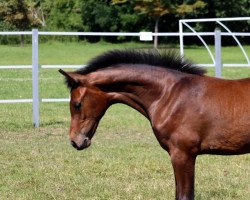 jumper Diamina H (Oldenburg show jumper, 2022, from Dia Corrado)