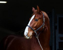 Springpferd Golden Light (Oldenburger Springpferd, 2019, von Goldfever 3)