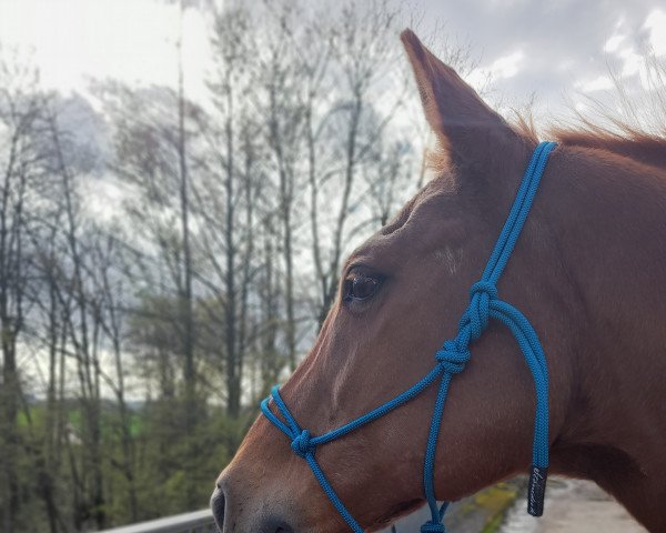 horse Ashley (Hanoverian, 1996, from Asteks Son)