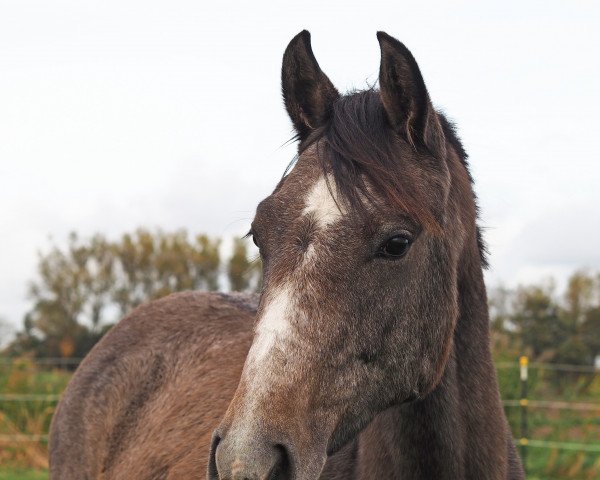 Springpferd Caraamaatee KS (Oldenburger Springpferd, 2020, von Casallco)