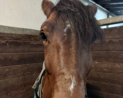 dressage horse Vaiana (Polish Warmblood,  )