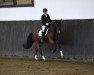 dressage horse Barclay 26 (Westphalian, 2017, from Callaho's Benicio)