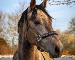 jumper Mumbai's Boy (German Sport Horse, 2020, from Mumbai)