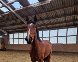 Springpferd Daisy (Irish Sport Horse, 2015, von Lansdown)