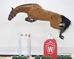 jumper Tiffany (KWPN (Royal Dutch Sporthorse), 2020, from Tangelo van de Zuuthoeve)