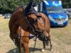 jumper Cookie 129 (German Riding Pony, 2017, from Cosmopolitan NRW)