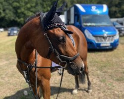 jumper Cookie 129 (German Riding Pony, 2017, from Cosmopolitan NRW)