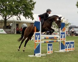 Zuchtstute Candy Girl 67 (Deutsches Reitpony, 2007, von Constantin)