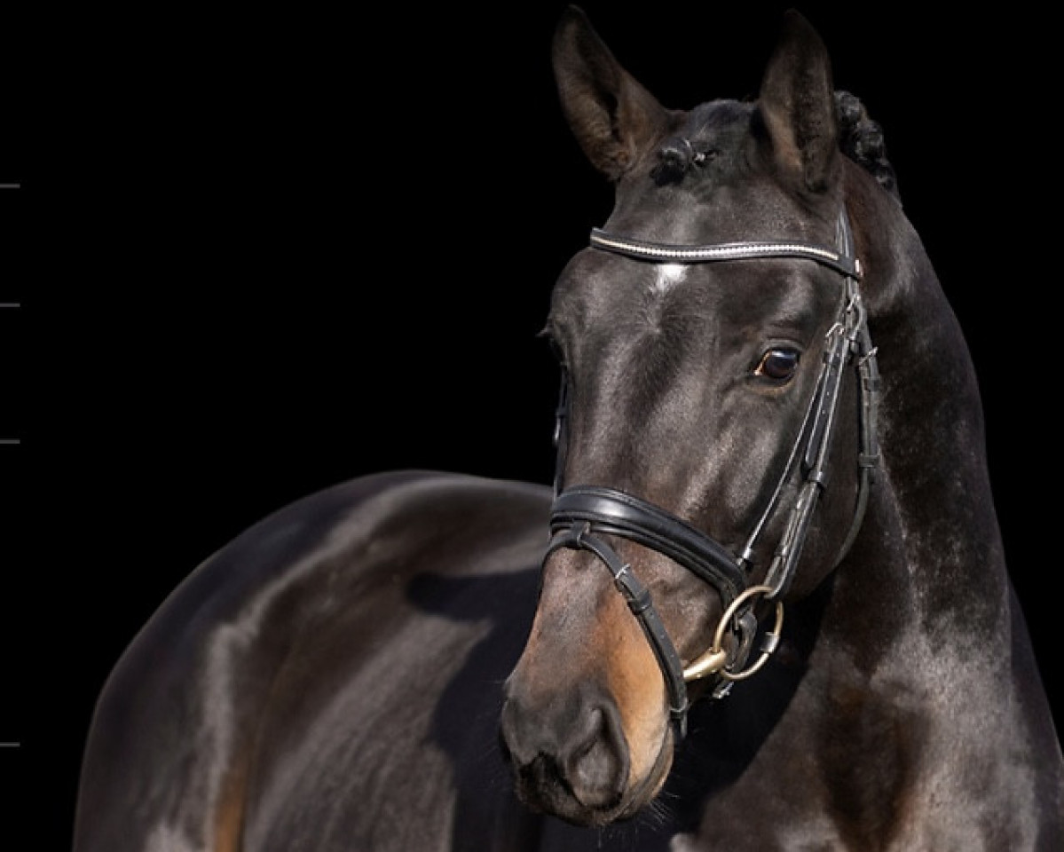 stallion Orinoko Flow (Swedish Warmblood, 2019, from VDL Pommerol de Muze)