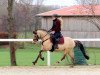 Zuchtstute Darcy T (Deutsches Reitpony, 2016, von Dance For Me)