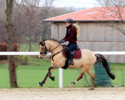 broodmare Darcy T (German Riding Pony, 2016, from Dance For Me)