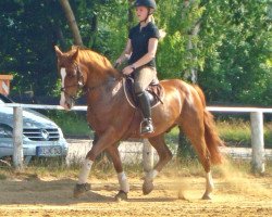 jumper Weltenbummler (German Riding Pony, 2001, from Weltmeyer)