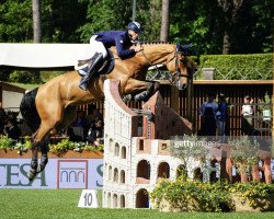 jumper Vino Z (Zangersheide riding horse, 2009, from Vigo d'Arsouilles)