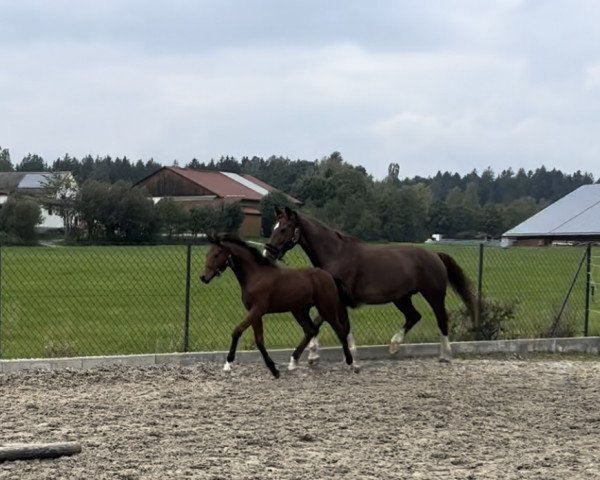 dressage horse Aumer's Dancing Hope (German Sport Horse, 2022, from Zuperman OLD)