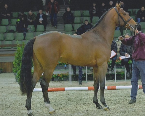 stallion Mugano van Klapscheut (Belgian Warmblood, 2012, from Ugano Sitte)