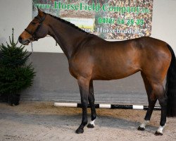 jumper Tjica van 't Bosveld (Belgian Warmblood, 2019, from Mugano van Klapscheut)