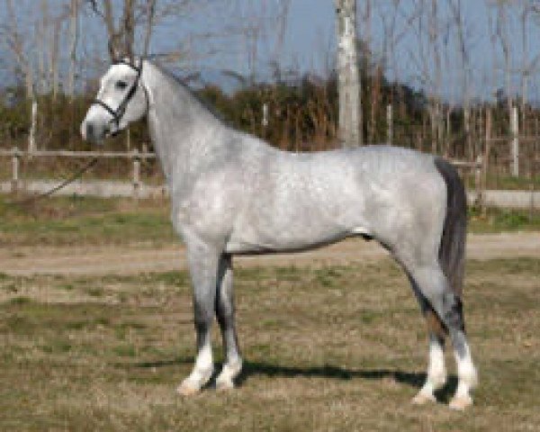 stallion Zilver (KWPN (Royal Dutch Sporthorse), 2004, from Clinton)
