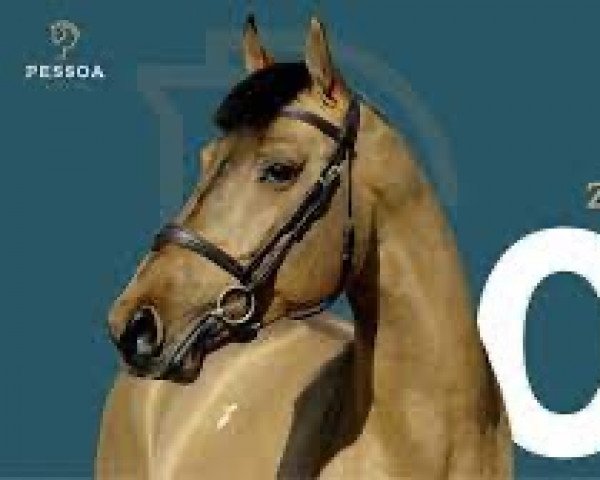 stallion ZE Carioca (Luxembourg horse, 2011, from Canturo)