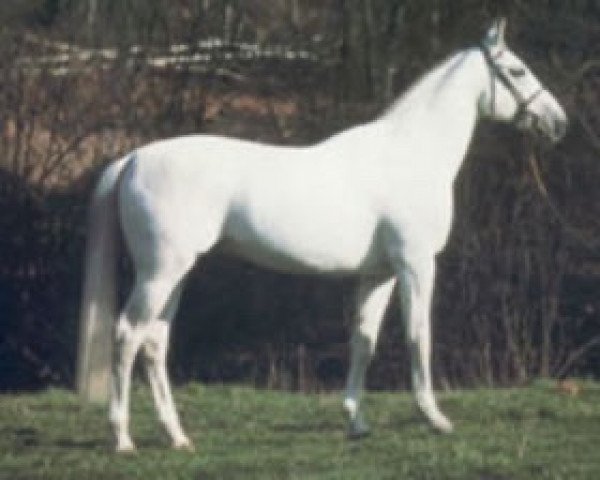 stallion Texas (KWPN (Royal Dutch Sporthorse), 1977, from Lucky Boy xx)