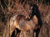 dressage horse Ahornhof's Caro (New Forest Pony, 2005, from Cadillac)