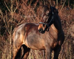 dressage horse Ahornhof's Caro (New Forest Pony, 2005, from Cadillac)