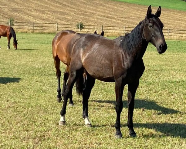 broodmare Jingle Star Kervec (Selle Français, 2019, from Quick Star)