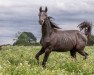 broodmare Gazelle Kervec (Selle Français, 2016, from Cornet Obolensky)