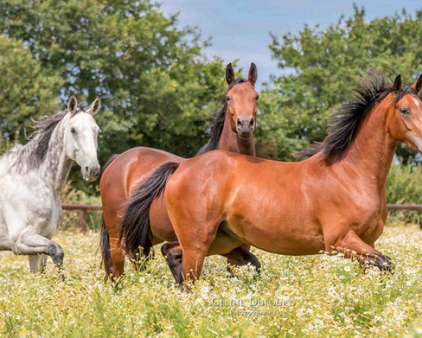 broodmare Génie Girl Kervec (Selle Français, 2016, from Diamant de Semilly)