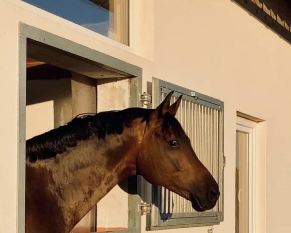 dressage horse Maralungo (Westphalian, 2016, from Morricone)