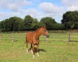 broodmare Britney Kervec (Selle Français, 2011, from Baloubet du Rouet)