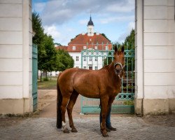 Dressurpferd Filoumina (Rheinländer, 2007, von Feinsinn)