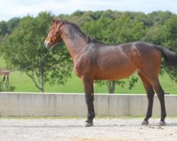 broodmare Cibelle of Colors (Belgian Warmblood, 2002, from Quidam de Revel)