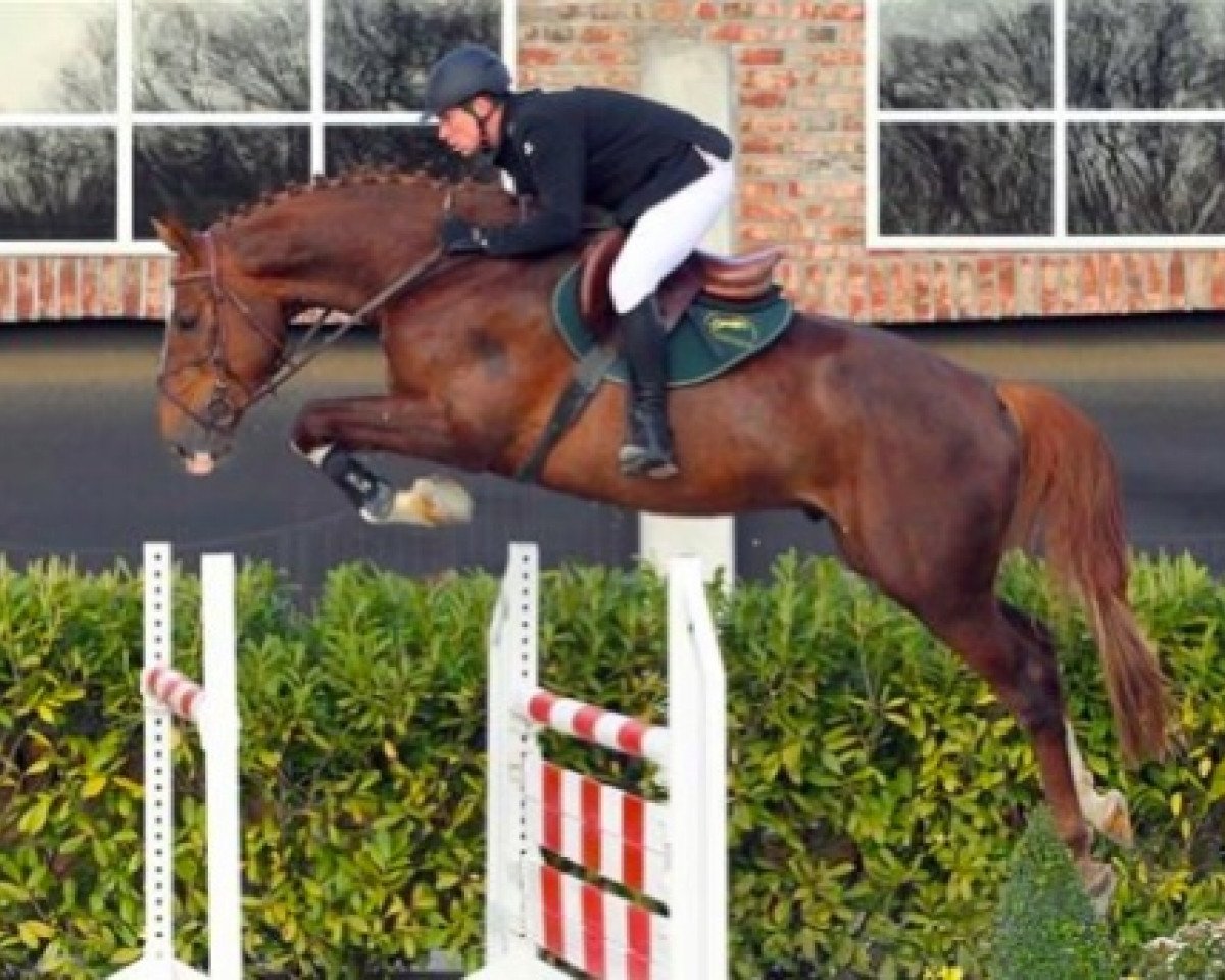 jumper Apollon Kervec (Selle Français, 2010, from Diamant de Semilly)