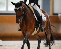 dressage horse Lucy de Lux (Hanoverian, 2014, from Lissaro)