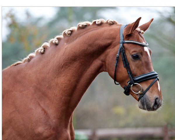 dressage horse Givenchy (KWPN (Royal Dutch Sporthorse), 2011, from Apache)