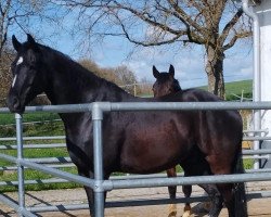 dressage horse Zauberwald (German Sport Horse, 2016, from Birkhof's Zalando OLD)