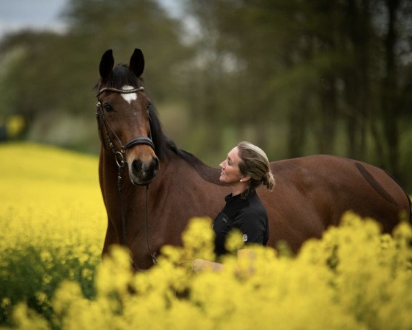 dressage horse Just Divine (Oldenburg, 2006, from Just Perfect)