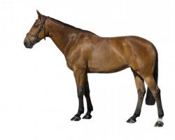 broodmare Extase Ste Hermelle (Selle Français, 2014, from Uto Kervec)