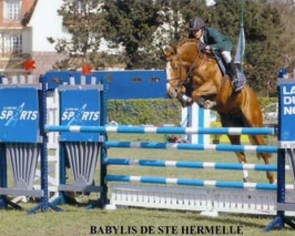 stallion Babylis de Sainte Hermelle (Belgian Warmblood, 2001, from Flamenco de Semilly)