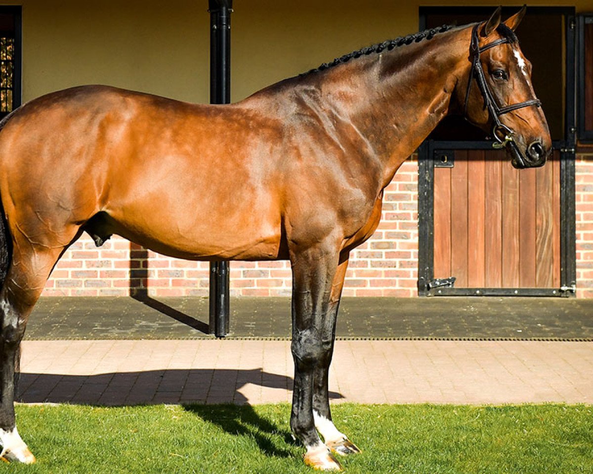 stallion Uto Kervec (Selle Français, 2008, from Diamant de Semilly)