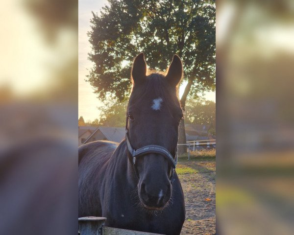 jumper Headliner (Hanoverian, 2009, from Hampton)