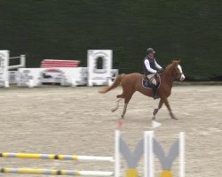 Springpferd Charly Ste Hermelle (Selle Français, 2012, von Phelius Ste Hermelle)