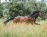 jumper Scapa Boy Jr Z (Zangersheide riding horse, 2008, from Sandro Boy Junior)