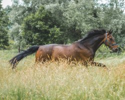 Springpferd Scapa Boy Jr Z (Zangersheide Reitpferd, 2008, von Sandro Boy Junior)